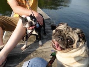 Two dogs on a dock at a lake